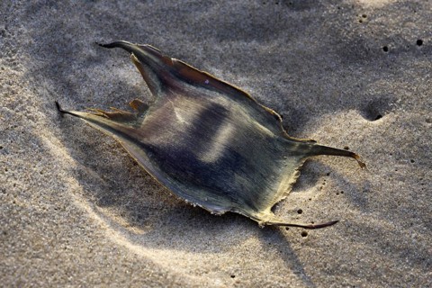 Egg case
