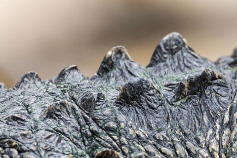 American alligator