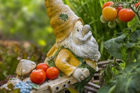 Garden gnome ornament figurine with wheelbarrow among different species of lettuce and vegetables in square foot garden in spring