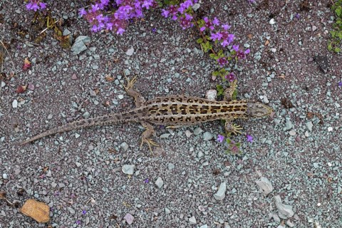 Sand lizard