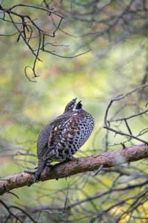 Hazel grouse