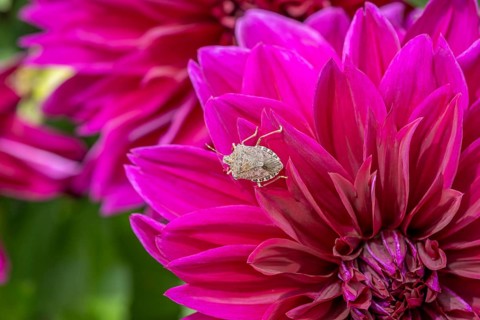 Bug