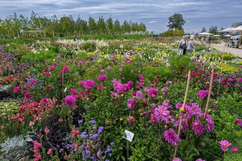 Visitors at a field of dahlias
