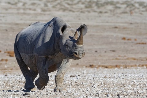 Black rhinoceros