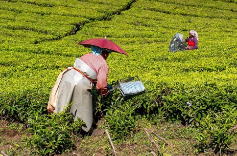 Tea pickers
