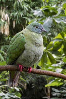 Black-naped fruit dove