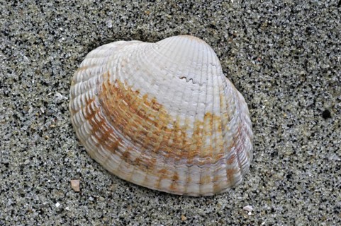 Common