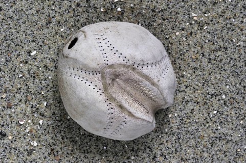 Sea potato