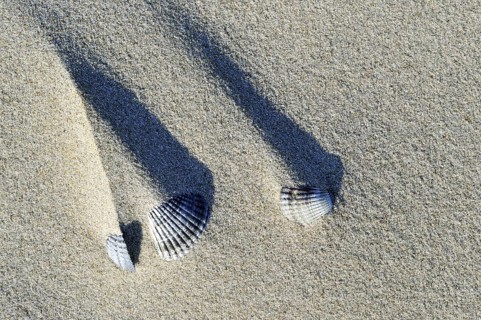 Shadows of sand ridges behind cockle shells