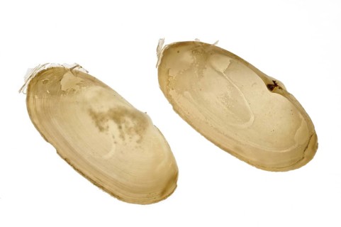 Common otter shell