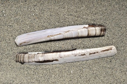 Razor shell