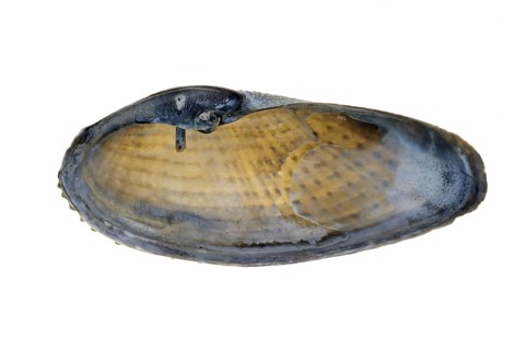 White piddock