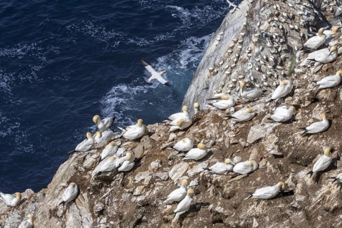 Northern gannets