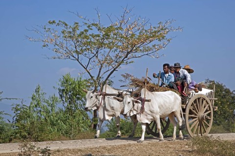 Wooden cart pulled by two zebus