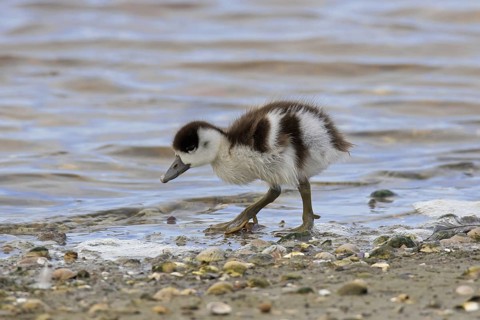 Common shelduck