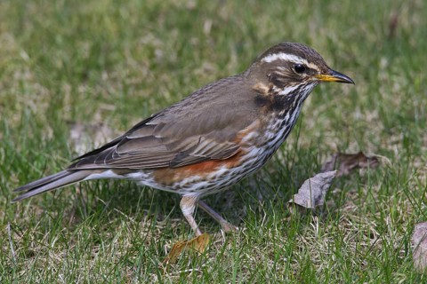 Redwing