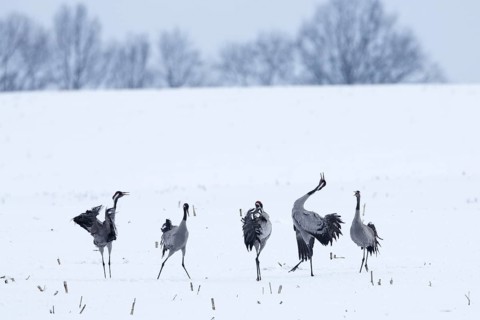 Crane