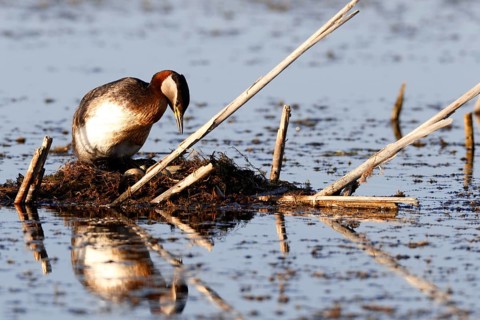 Red-necked grebe