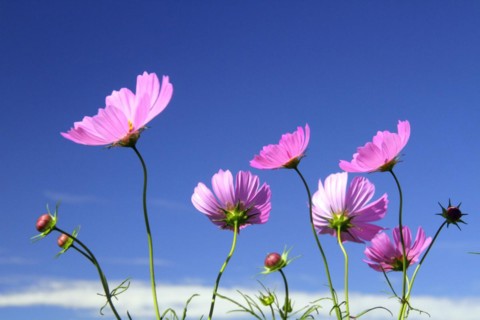 Cosmos