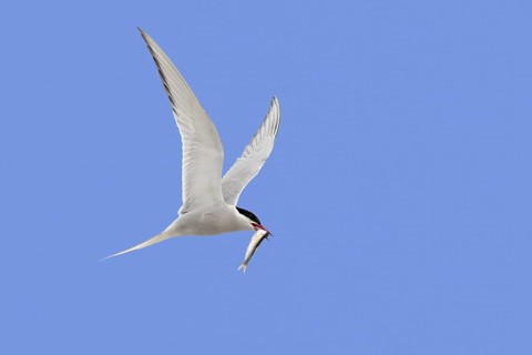 Arctic tern