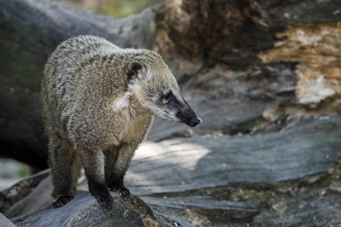 South American coati