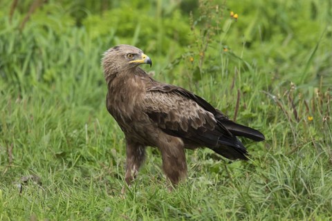 Lesser spotted eagle