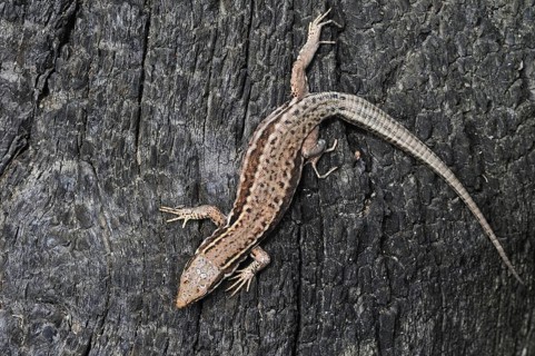 Common wall lizard