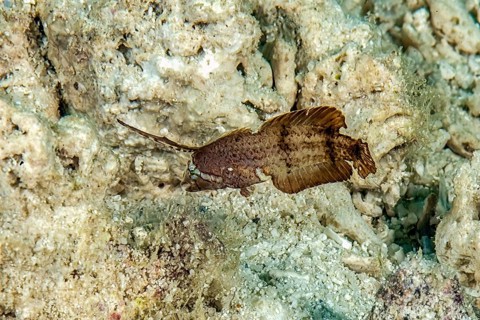 Juvenile form of shearworm