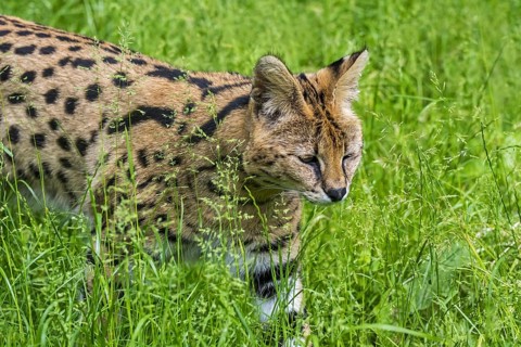 Serval