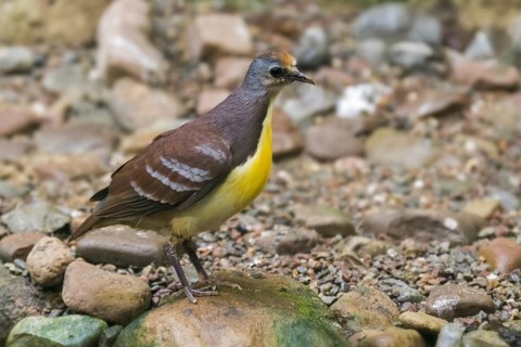 Cinnamon ground dove