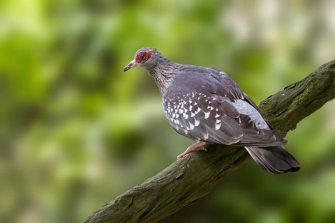 Speckled pigeon