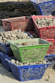 Plastic baskets with oysters of oyster farm at la Baudissiere near Dolus