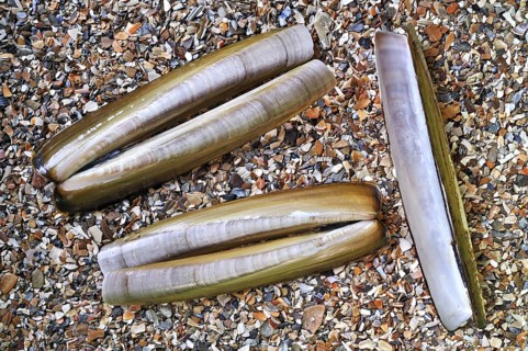 Atlantic jackknife
