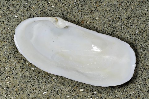 Narrow otter clam