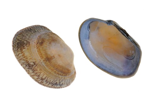 Pullet carpet shells