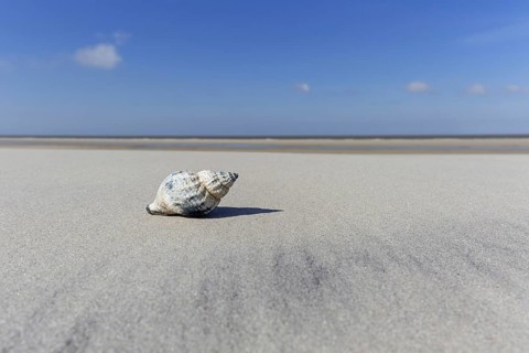 Common whelk