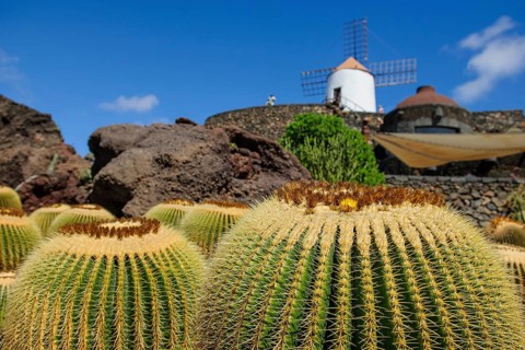 View of old windmill of Guatiza in the background at the edge of former quarry today cactus garden Jardin de Cactus