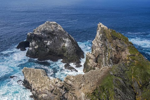 Northern gannet