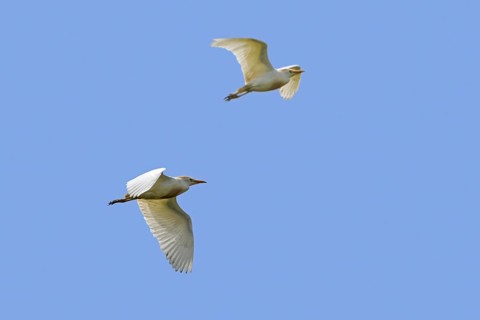 Two cattle egrets