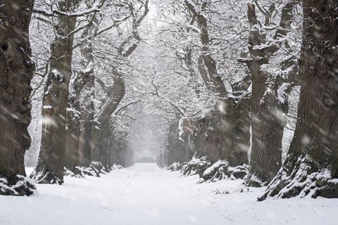 Country lane lined with 200 year old sweet chestnut