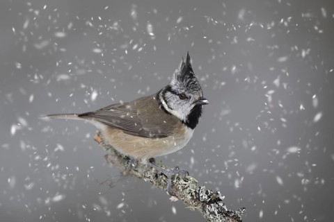 European crested tit