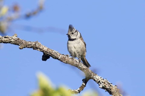 European crested tit
