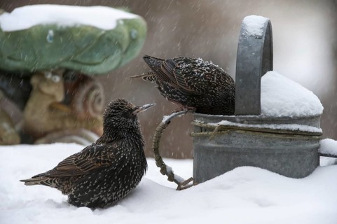 Common Starlings
