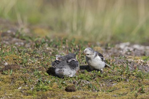 Snow bunting