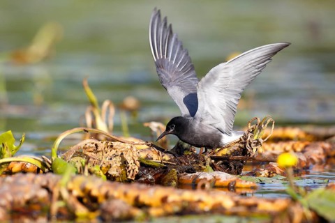 Black Tern