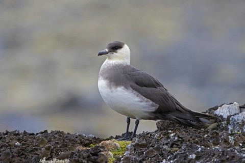 Arctic skua