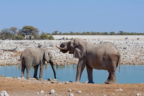 African bush elephants