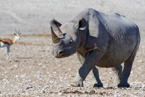 Black rhinoceros