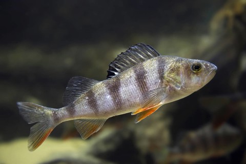 Common perch