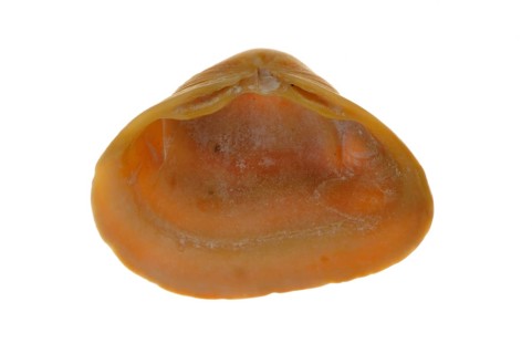 Cut trough shell